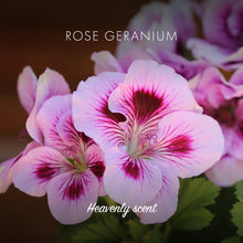 Load image into Gallery viewer, Rose Geranium Soap
